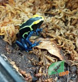 Magazoo Cobalt poison Dart frog