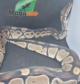 Magazoo Ball python regular male 2 years old -2nd chance adoption