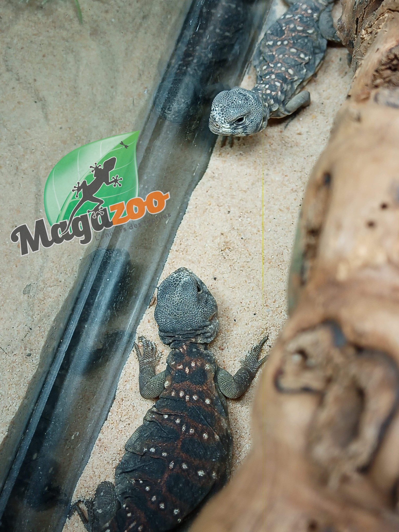 Magazoo Uromastyx ocellata born in captivity