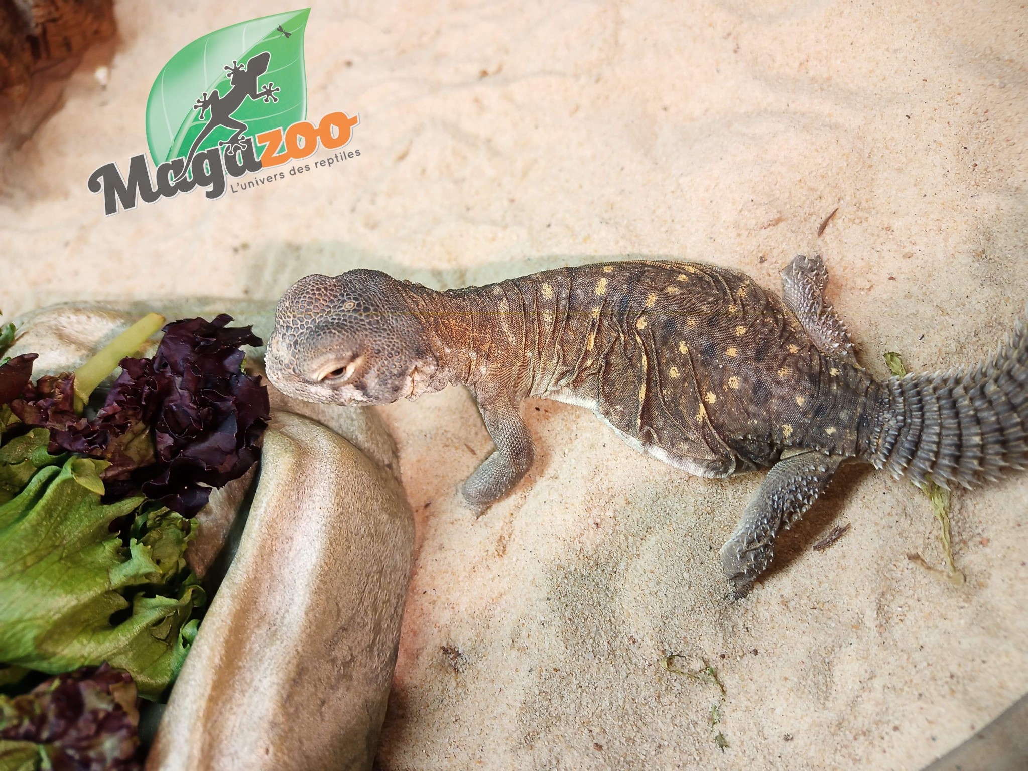 egyptian uromastyx