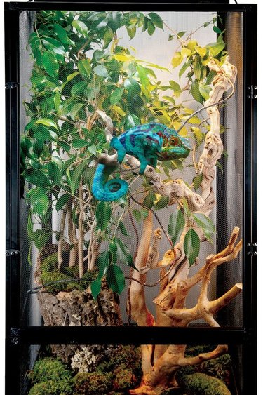 QOTSTEOS Reptiles Terrarium Grand humidificateur de terrarium avec tuyau  pour reptiles, amphibiens, herpès, vivarium : : Animalerie