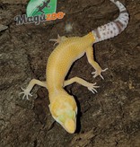 Magazoo Leopard gecko Sunglo Enigma Female (Born June 04, 2022)