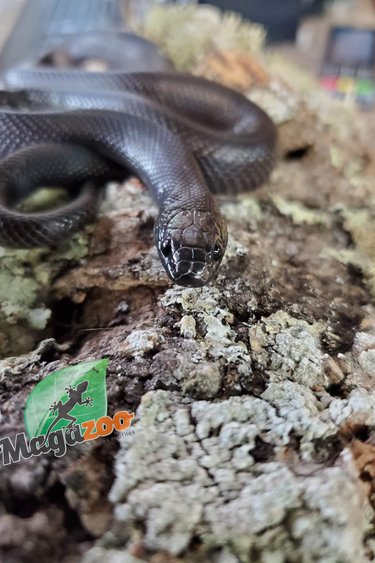 Magazoo Mexican black king snake Male 1 year old