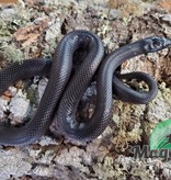 Magazoo Mexican black king snake Male 1 year old