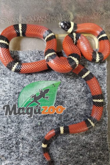Magazoo Serpent laitier Nelson Bébé #5 male
