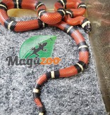 Magazoo Nelson milk snake Baby #5