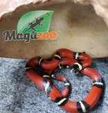 Magazoo Nelson milk snake Baby #2