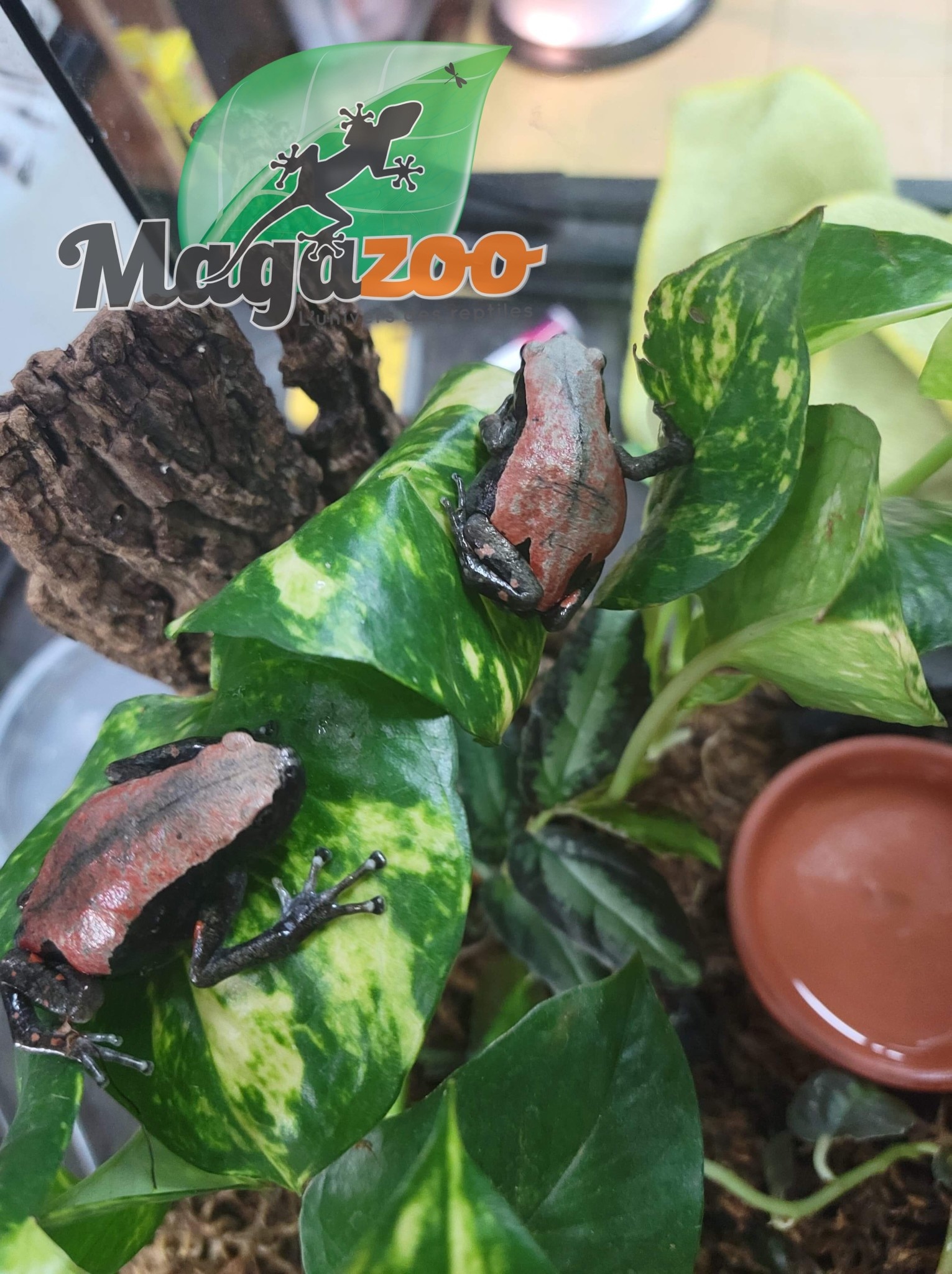Magazoo Banded rubber frog
