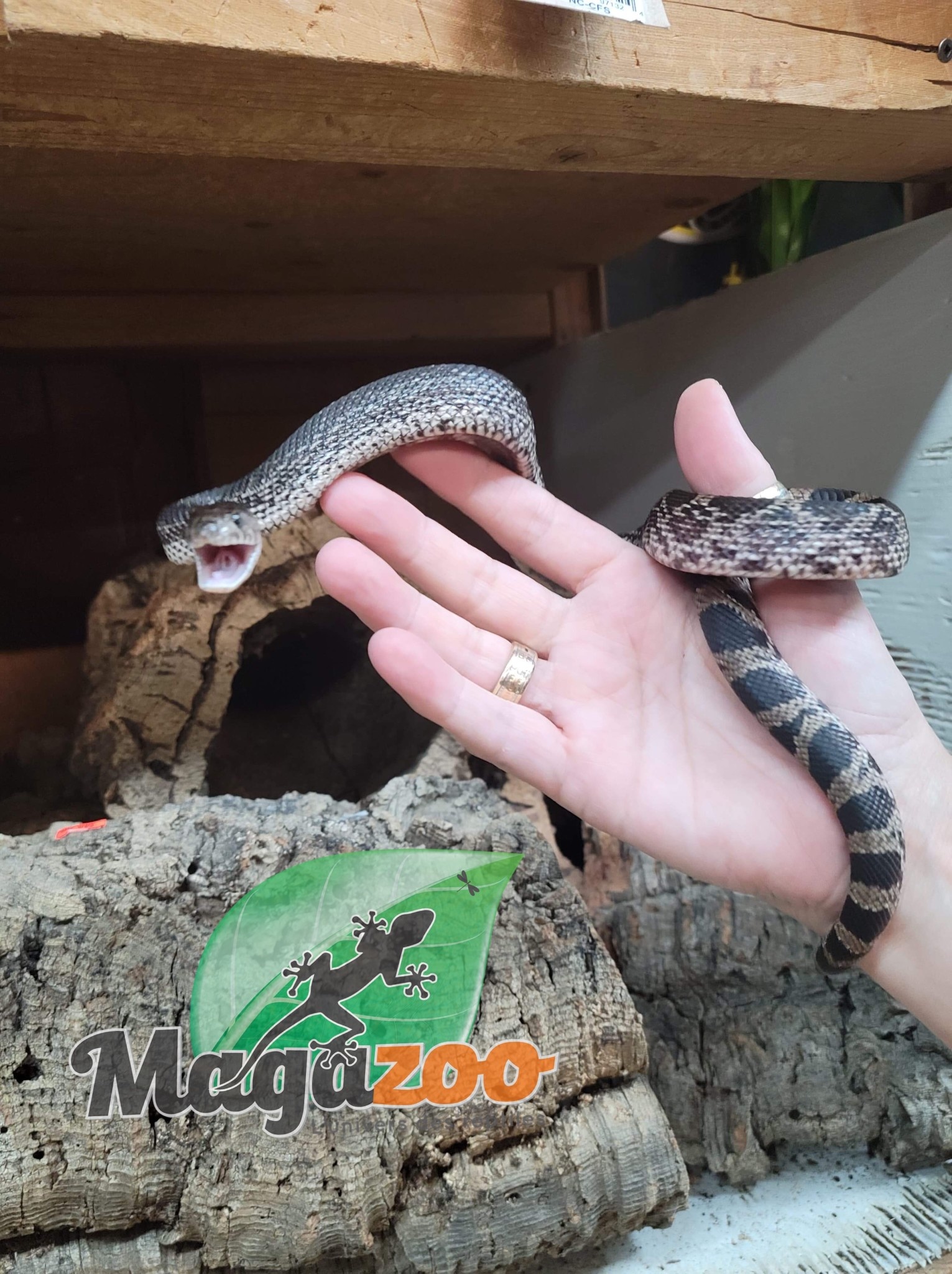 Magazoo Serpent des pins noir (100% het. Pied) Mâle #1