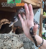Magazoo Black Pine Snake (100% het. Pied) Male #1