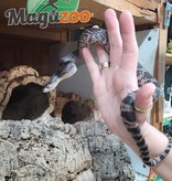 Magazoo Serpent des pins noir (100% het. Pied) Mâle #1
