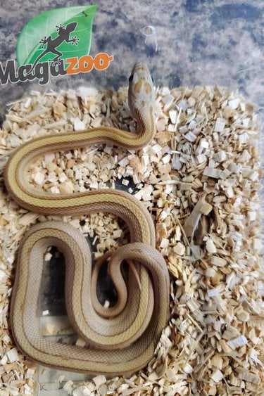 Magazoo Corn snake Amber Stripe 2 born July 6, 2022