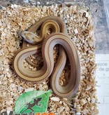 Magazoo Corn snake Amber Stripe 1 Born July 6, 2022
