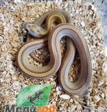 Magazoo Corn snake Amber Stripe 1 Born July 6, 2022