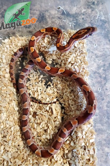 Magazoo Corn snake Classic Male (het anery motley charcoal )Born June 19, 2022