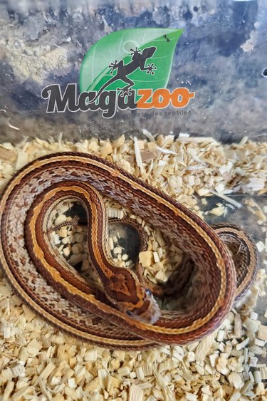 Magazoo Corn snake Tessera Tessera classic Male (Het anery ) born June 14, 2022