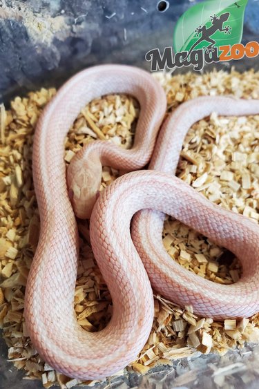 Magazoo Corn snake  Peppermint Male (het. motley) born May 13, 2022