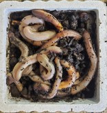 Magazoo 45850 Vers de terre Nightcrawler Canadien Gros (12)