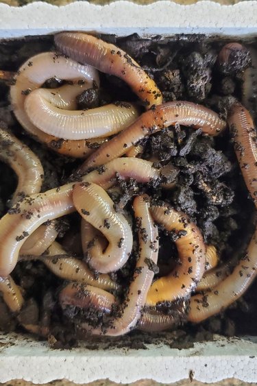 Magazoo Earthworms Canadian Nightcrawler Large (12) -