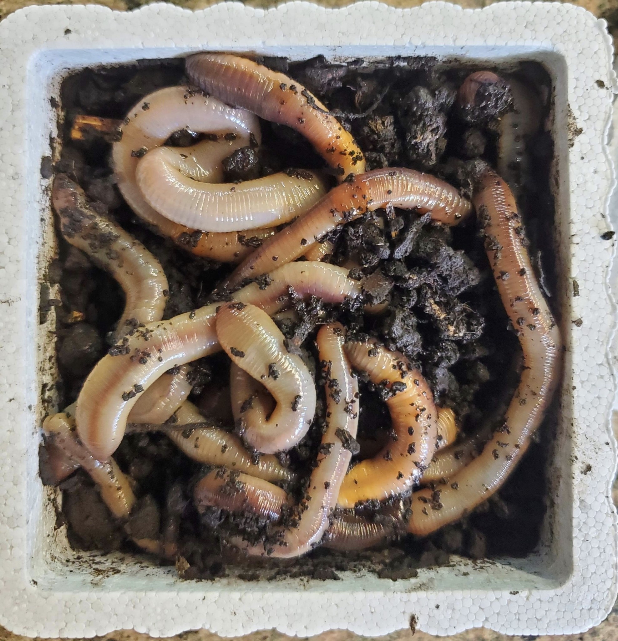 Magazoo 45850 Vers de terre Nightcrawler Canadien Gros (12)