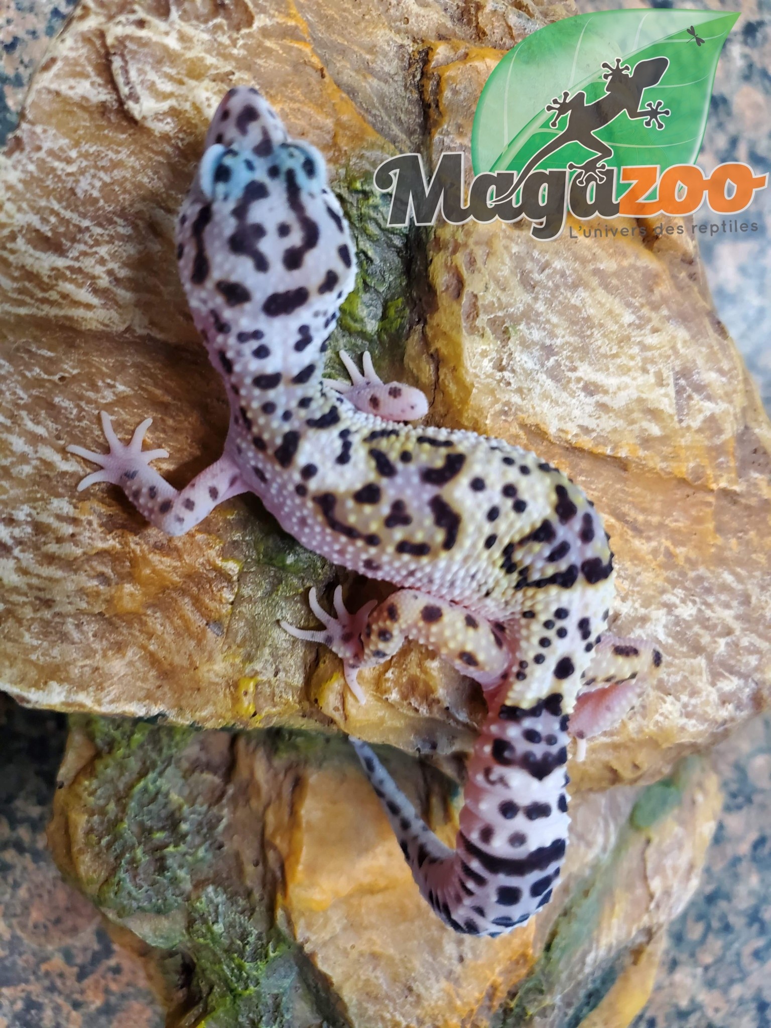 Magazoo Leopard gecko thug snow female, born June 8, 2022