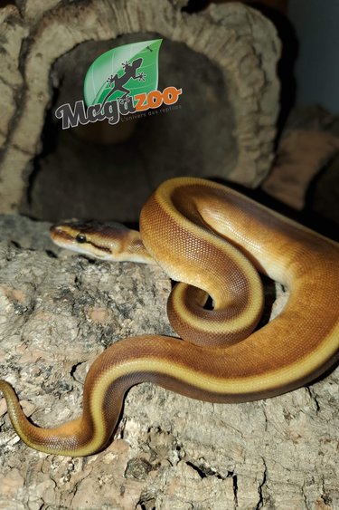Magazoo Ball python Genetic Stripe Het Red Axanthic female 2