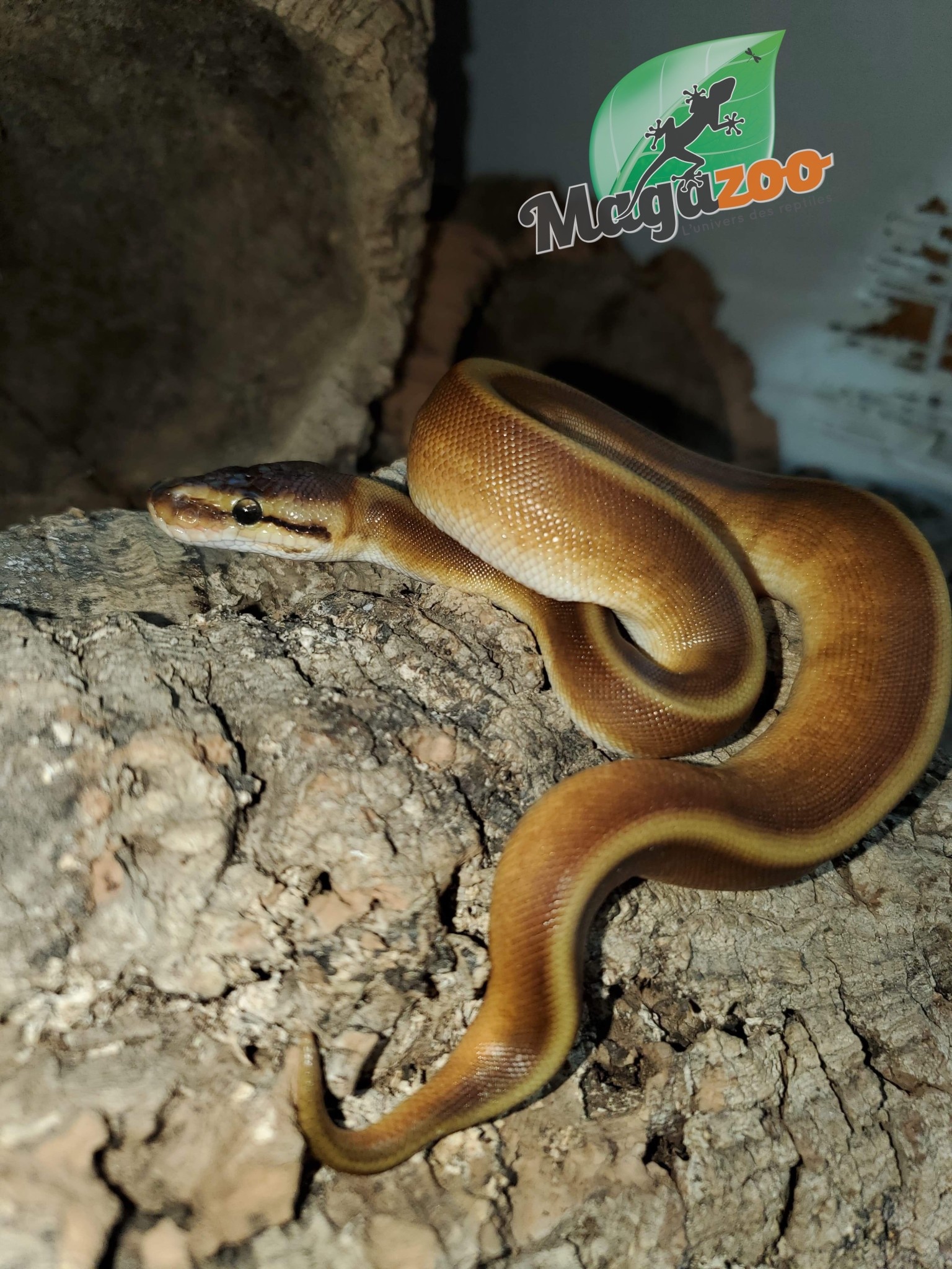 Magazoo Python royal Genetic Stripe Het Red Axanthic femelle 1