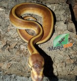 Magazoo Python royal Genetic Stripe Het Red Axanthic femelle 1