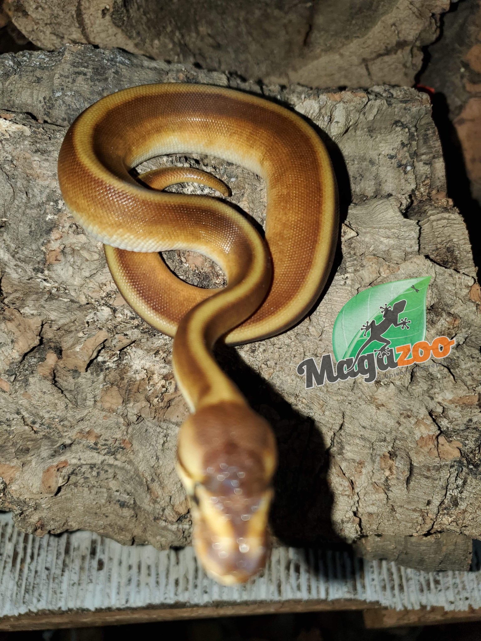 Magazoo Ball python Genetic Stripe Het Red Axanthic female 2