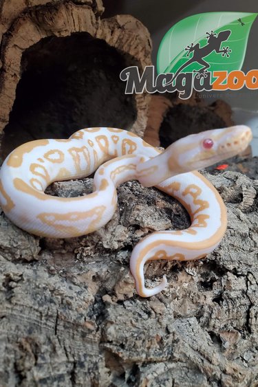 Magazoo Python royal Black Pastel Albino 66% het pied femelle
