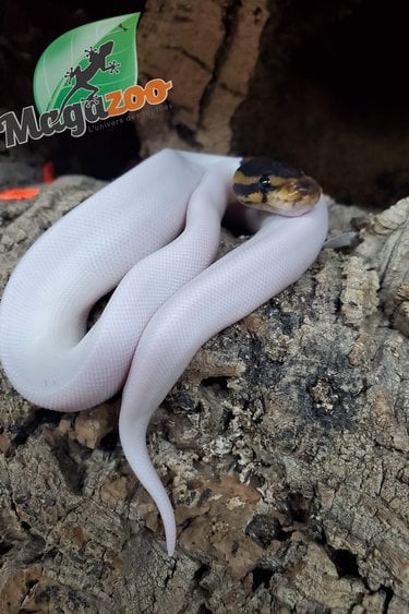 Ball python Black Pastel Pied 66% albino Male