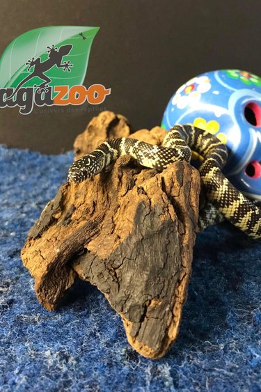 Magazoo Serpent roi de Floride 2 femelle