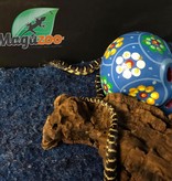 Magazoo Florida king snake 2