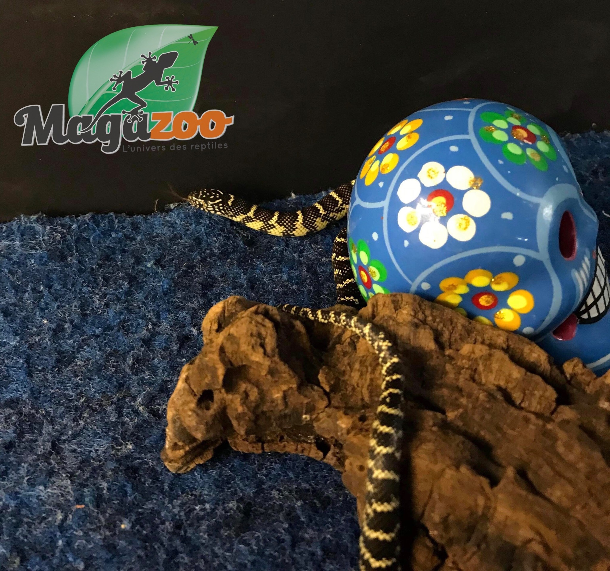 Magazoo Serpent roi de Floride #2 femelle