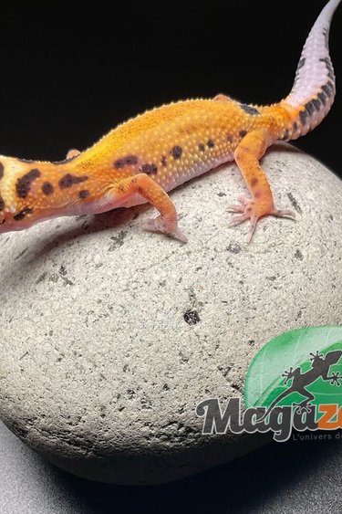 Magazoo Gecko Léopard Mandarin Zorro Bandi Femelle 10-08-22