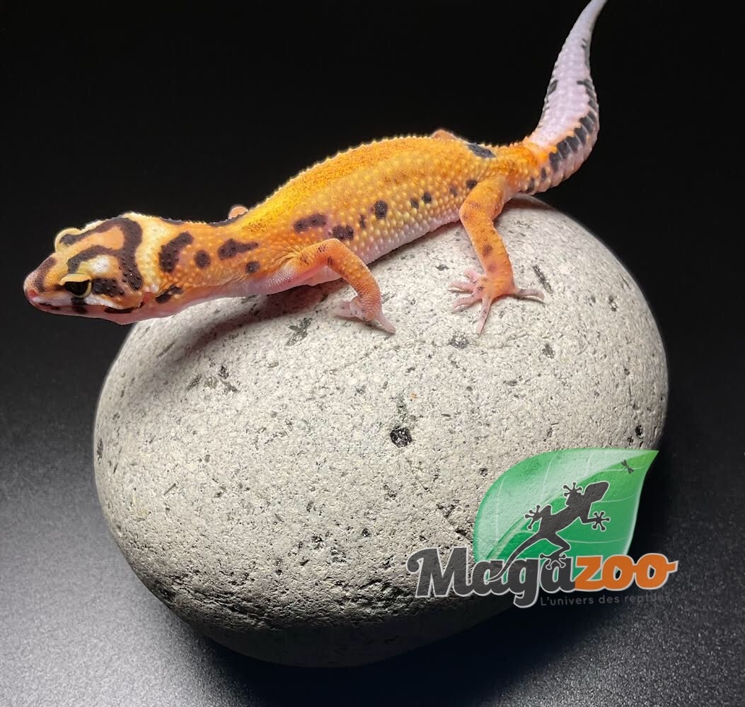 Magazoo Leopard gecko Mandarin Zorro Bandi Female born August 10, 2022