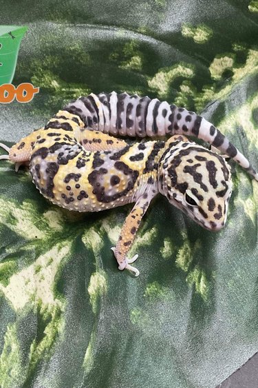 Magazoo Leopard gecko MackSnow female born June 20, 2022