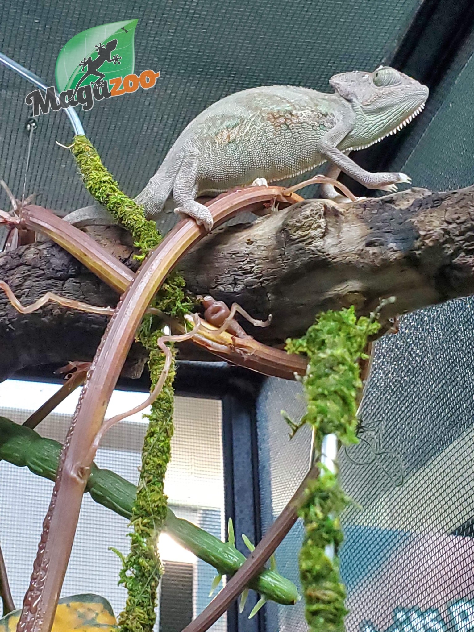 Magazoo Veiled chameleon Baby Male Low Translucent
