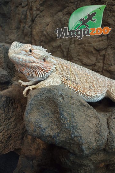 Magazoo Dragon barbu Hypo Femelle 1.5 ans