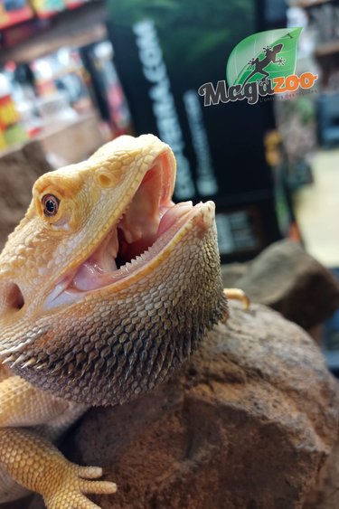 Magazoo Bearded dragon Leatherback (possible Citrus) 1.5 years old