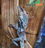 Magazoo Frilled dragon from New Guinea Male Adult