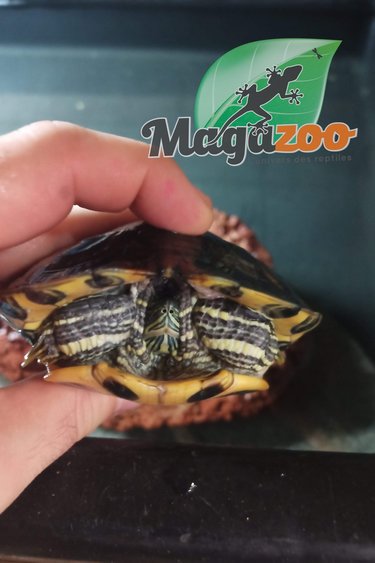Magazoo Red-eared slider turtle  Juvenile Male Adoption - 2nd chance
