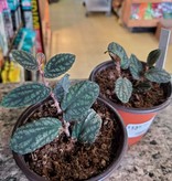 La Swamp Plante Pellionia pulchra