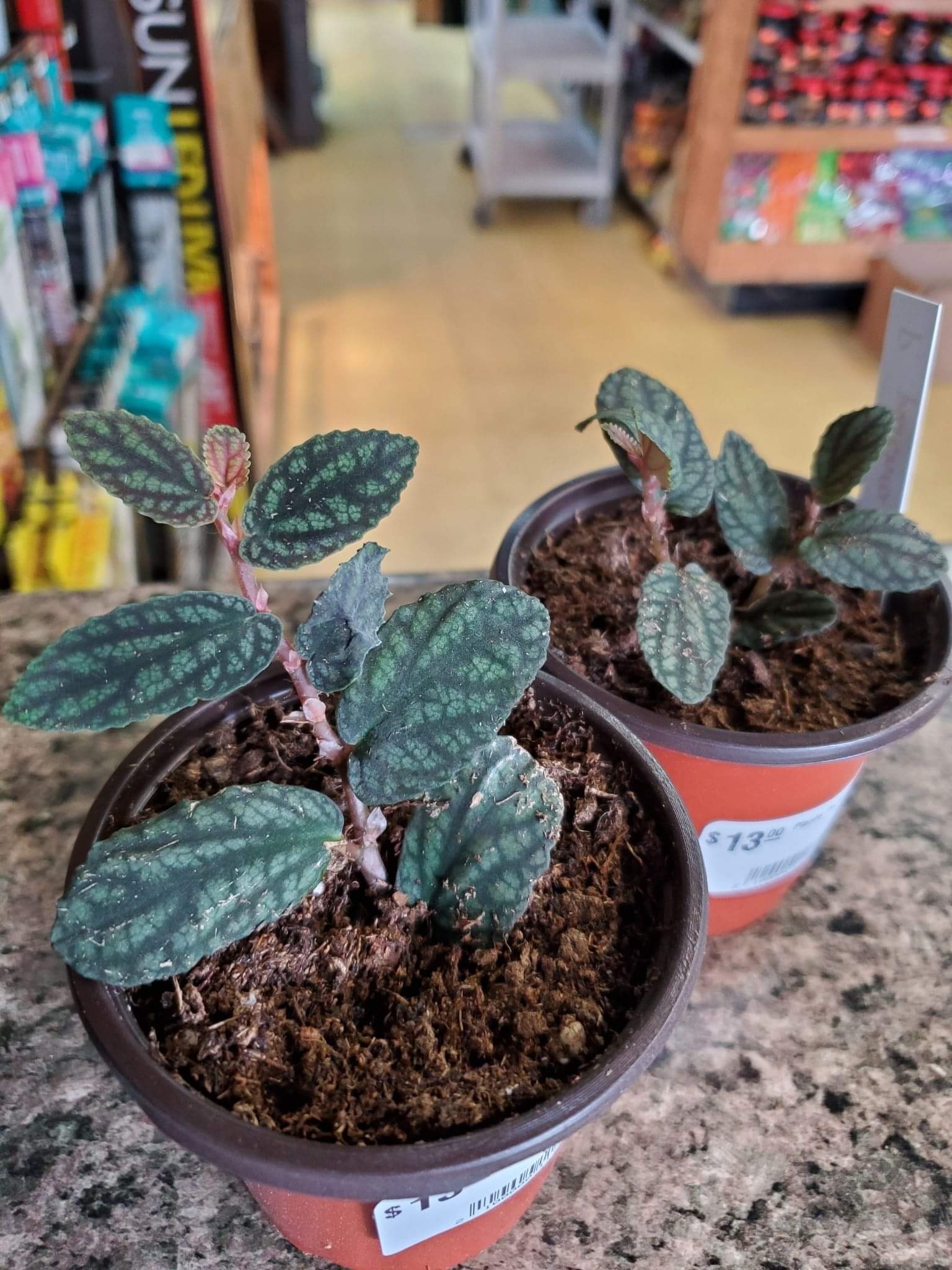 La Swamp Plante Pellionia pulchra