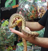 Magazoo Woma python  Male  3.5 years old