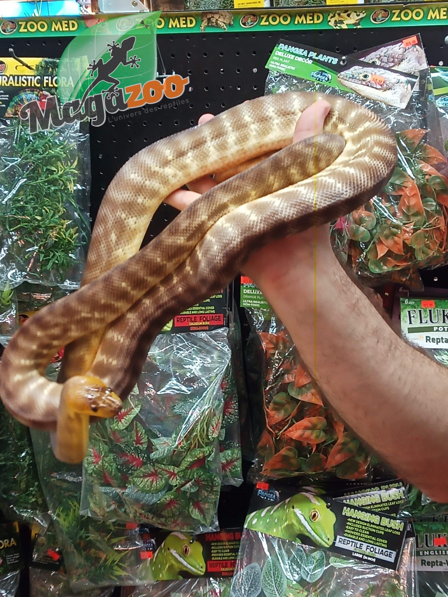 Magazoo Woma python  Male  3.5 years old