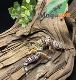 Magazoo Leopard gecko Mack Snow Female born July 2, 2022