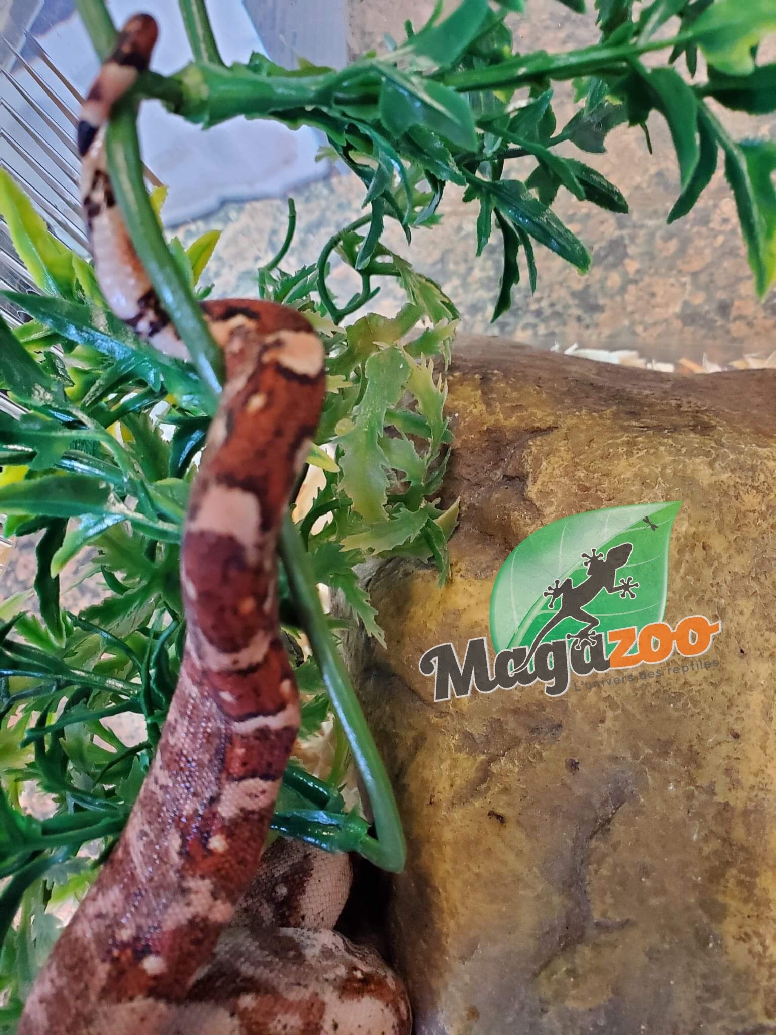 Magazoo Hog Island boa constrictor #2 female