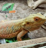Magazoo Bearded dragon Hypo Blue bar Male adult (around 3.5 years old)