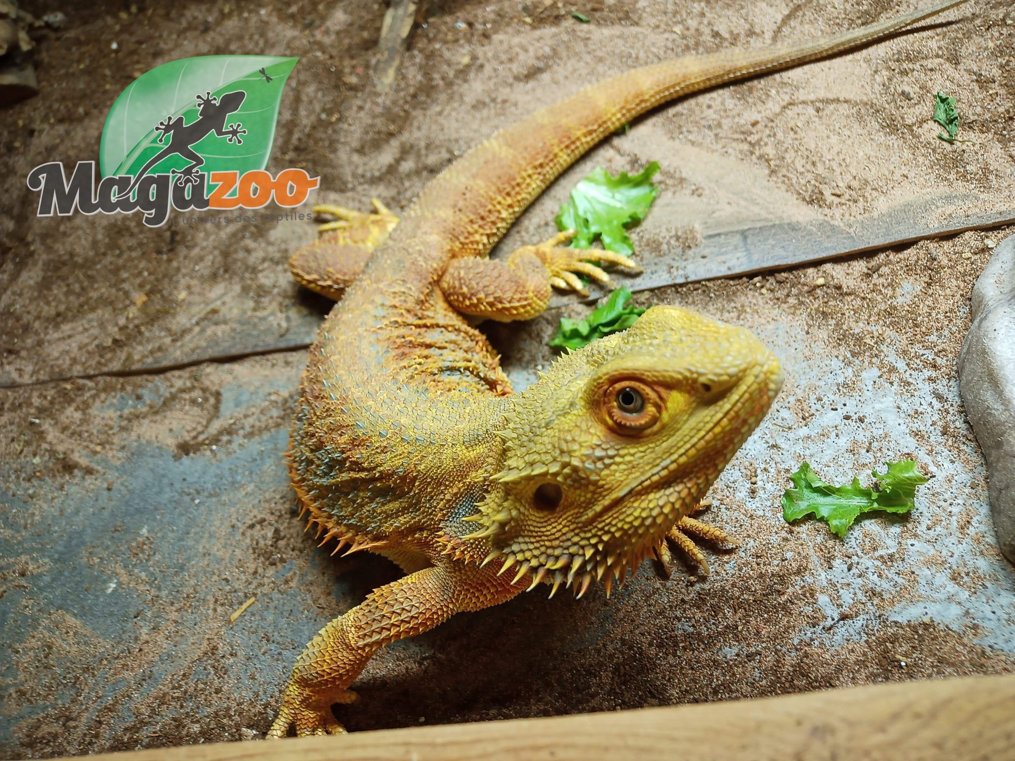 Magazoo Bearded dragon Hypo Blue bar Male adult (around 3.5 years old)